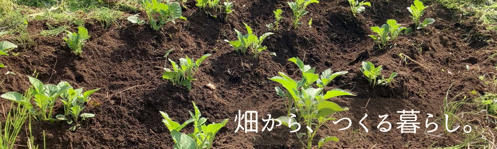 畑のWANOKA